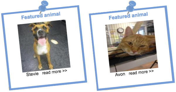 blog_adoptionMHHS dog and cat comp copy